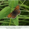 melitaea caucasogenita chechrak male1a